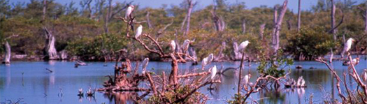Villas, Islands, Castles, Yachts and Jets by Stellar Villas - Cayo Espanto - Birdwatching